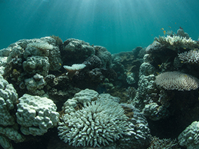 Coral-Bleaching_XL Catlin Seaview Survey March 2016_280x210